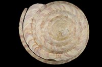 藏品(龍宮翁戎螺)的圖片